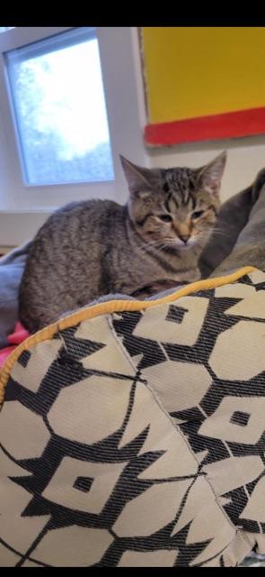 Enlarge HYACINTH! (part of the "FLOWER" litter), a Adoptable mixed breed in Owensboro, KY image 3/6
