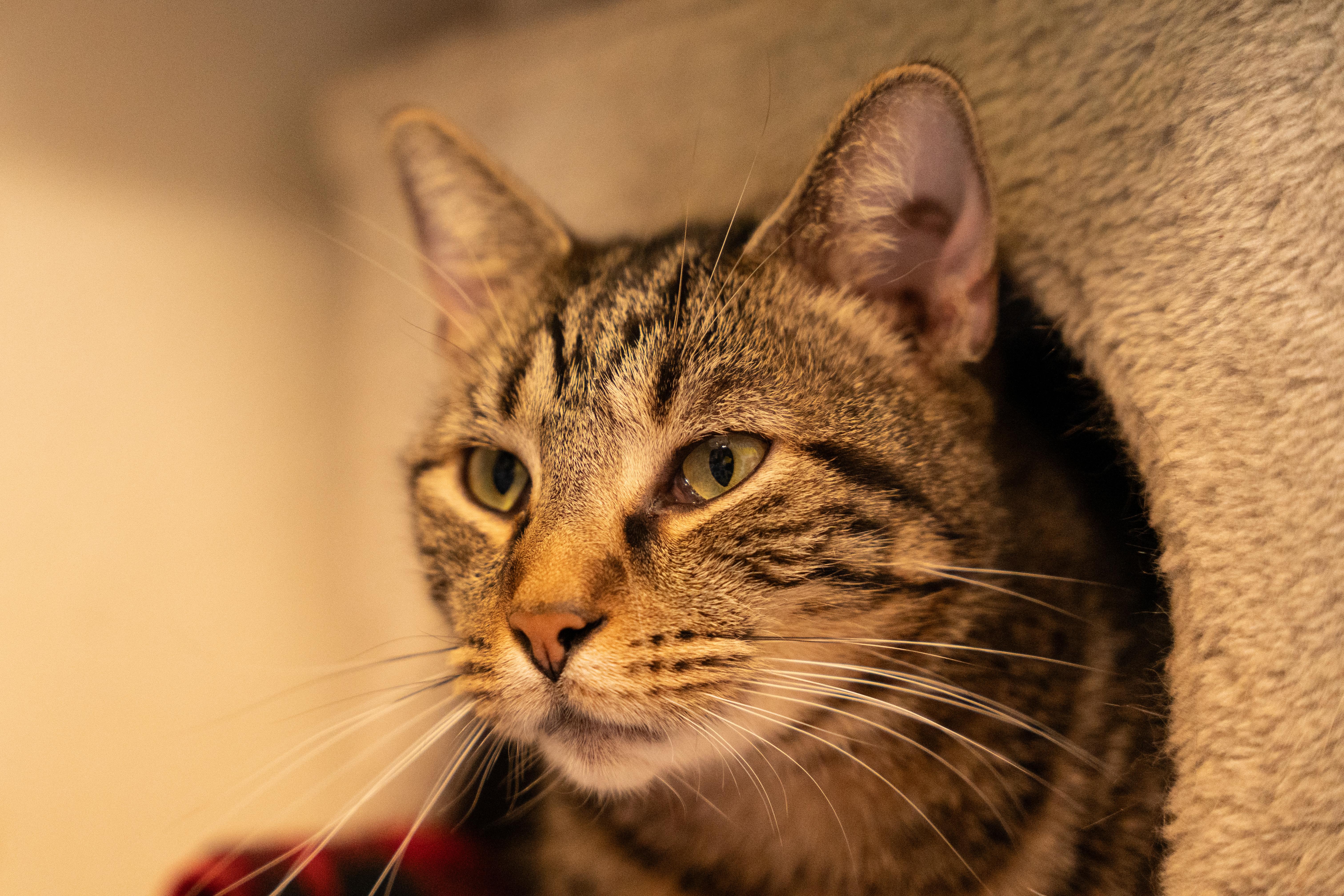 Enlarge HYACINTH! (part of the "FLOWER" litter), a Adoptable mixed breed in Owensboro, KY image 2/6