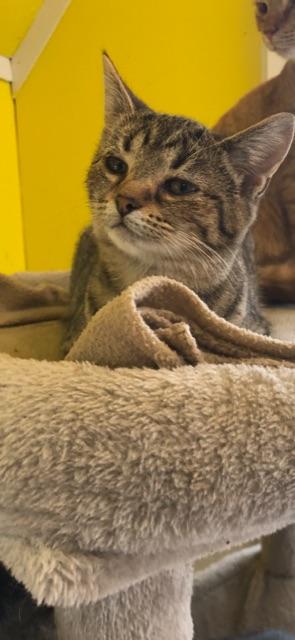 HYACINTH! (part of the "FLOWER" litter) — thumbnail 3