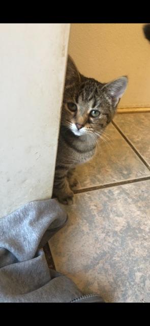 HYACINTH! (part of the "FLOWER" litter) — thumbnail 4