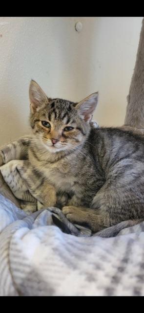 Enlarge HYACINTH! (part of the "FLOWER" litter), a Adoptable mixed breed in Owensboro, KY image 5/6