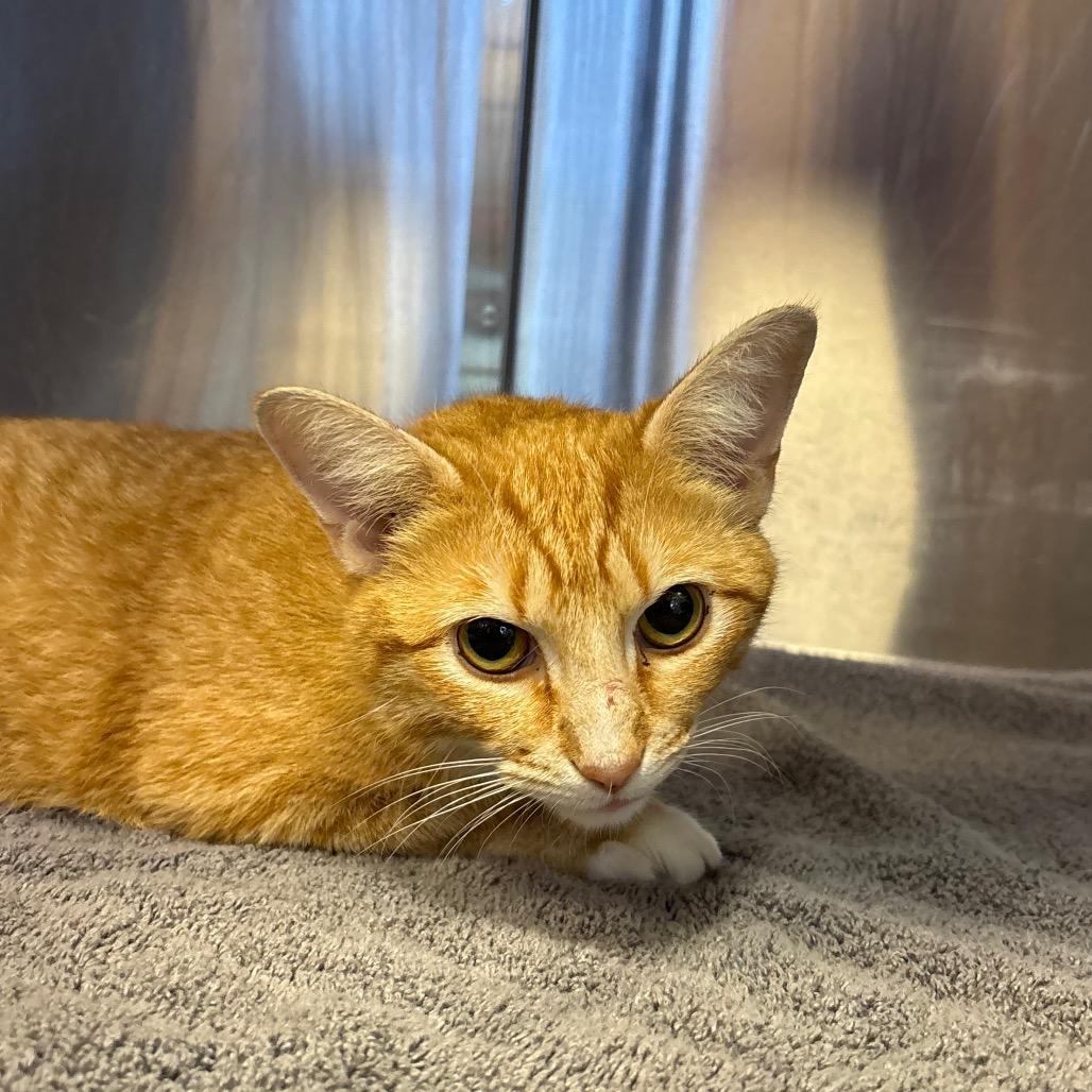 Fauly — thumbnail 2