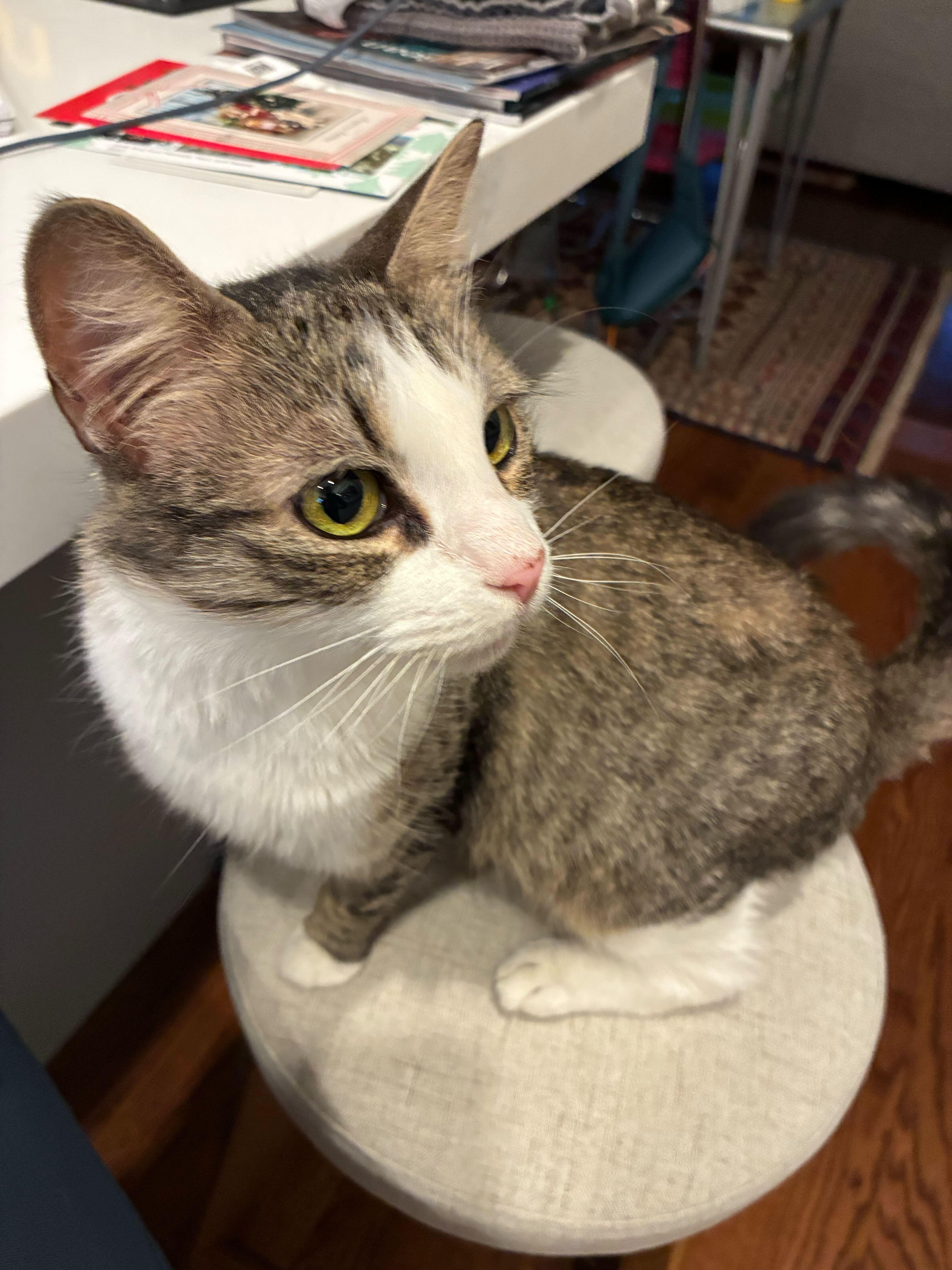 Enlarge Athena , a Adoptable Domestic Short Hair in Waltham, MA image 5/5