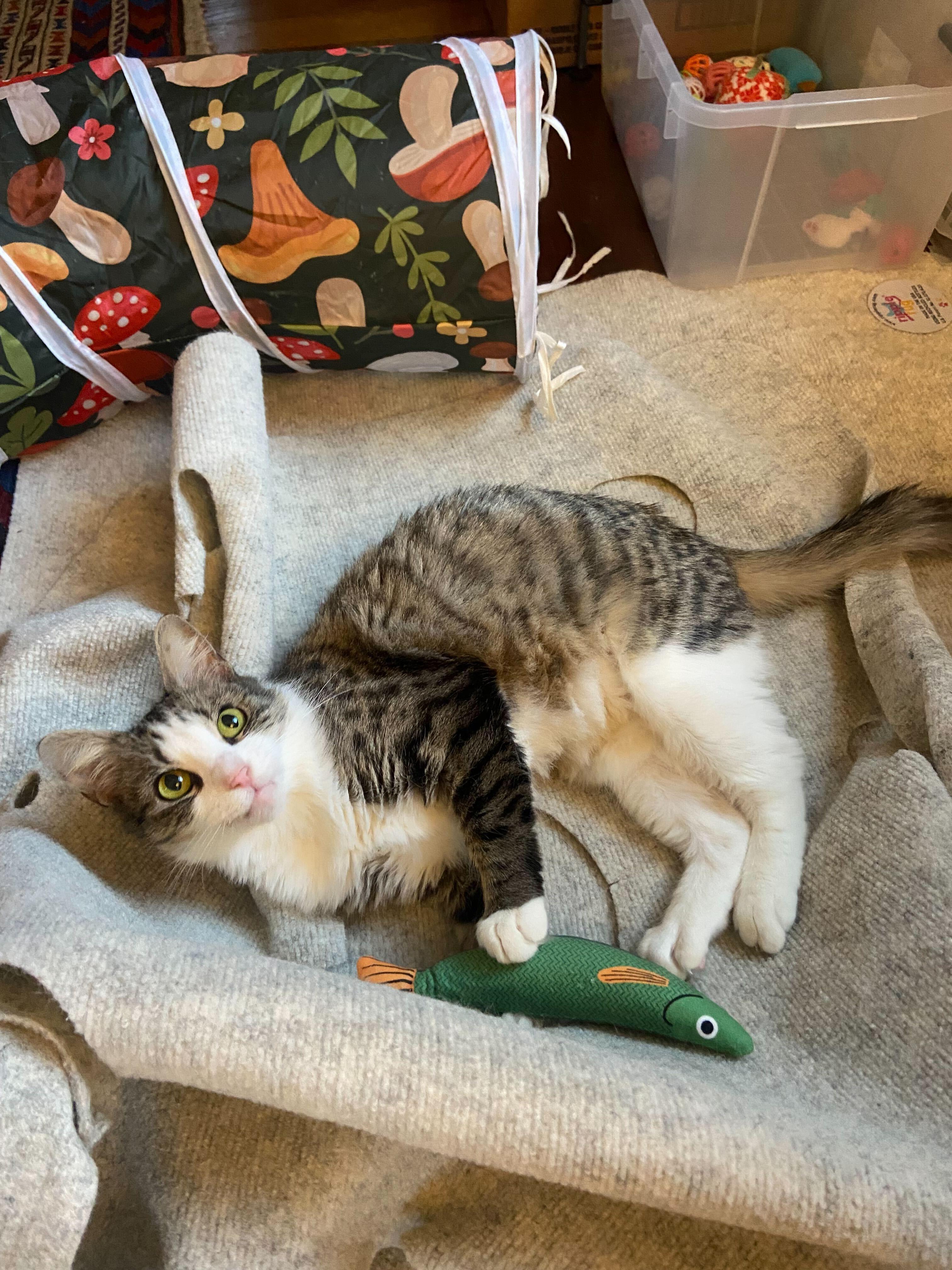 Enlarge Athena , a Adoptable Domestic Short Hair in Waltham, MA image 1/5