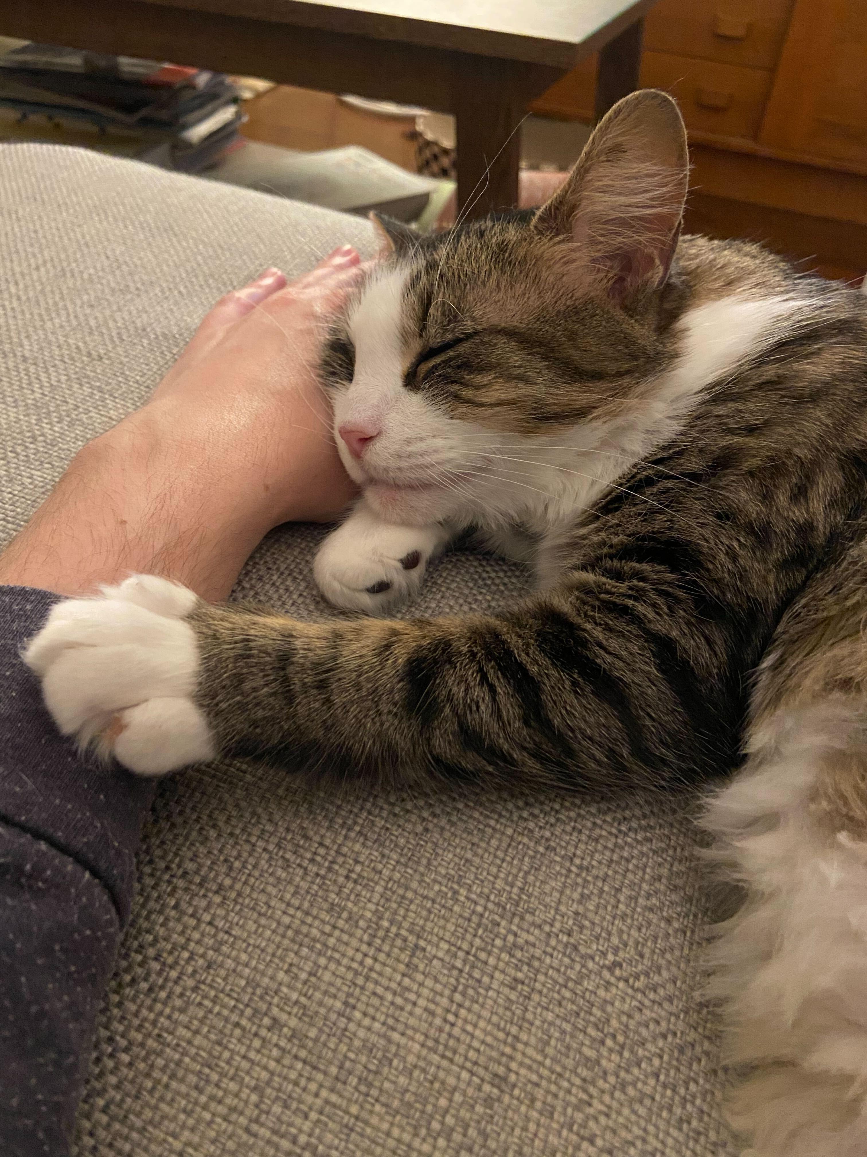 Enlarge Athena , a Adoptable Domestic Short Hair in Waltham, MA image 4/5