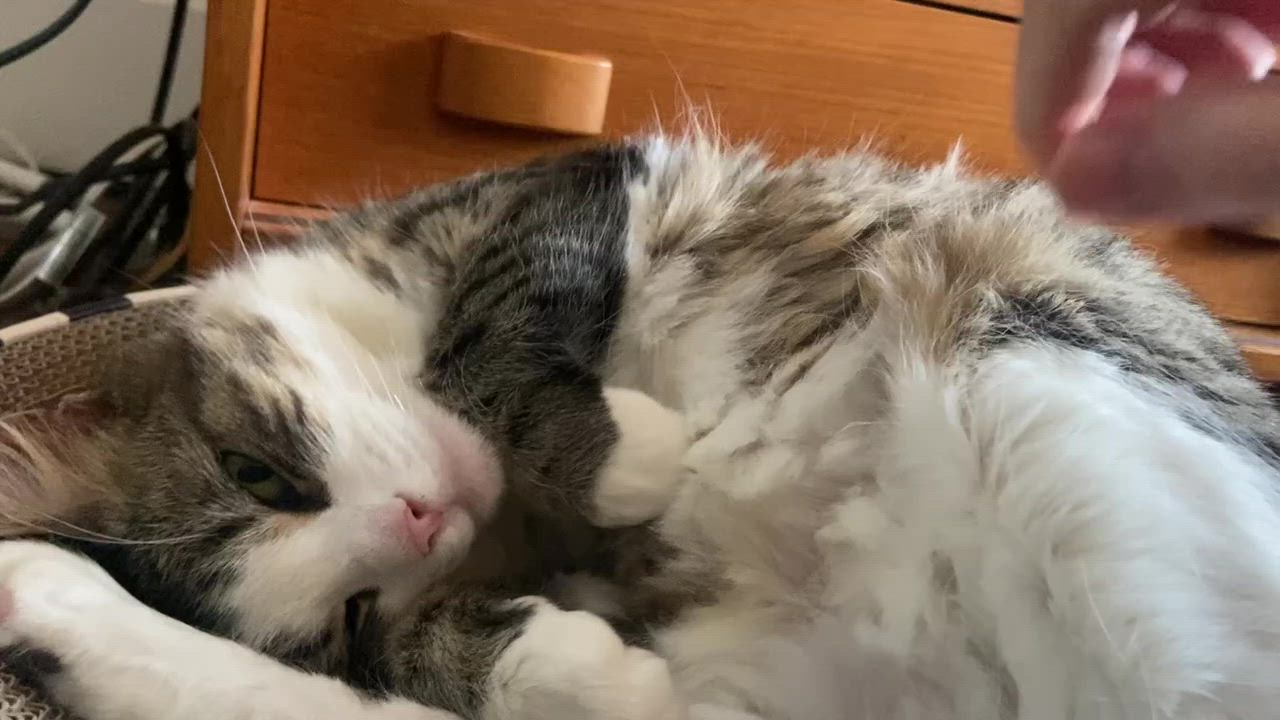 Enlarge Athena , a Adoptable Domestic Short Hair in Waltham, MA video 3/5