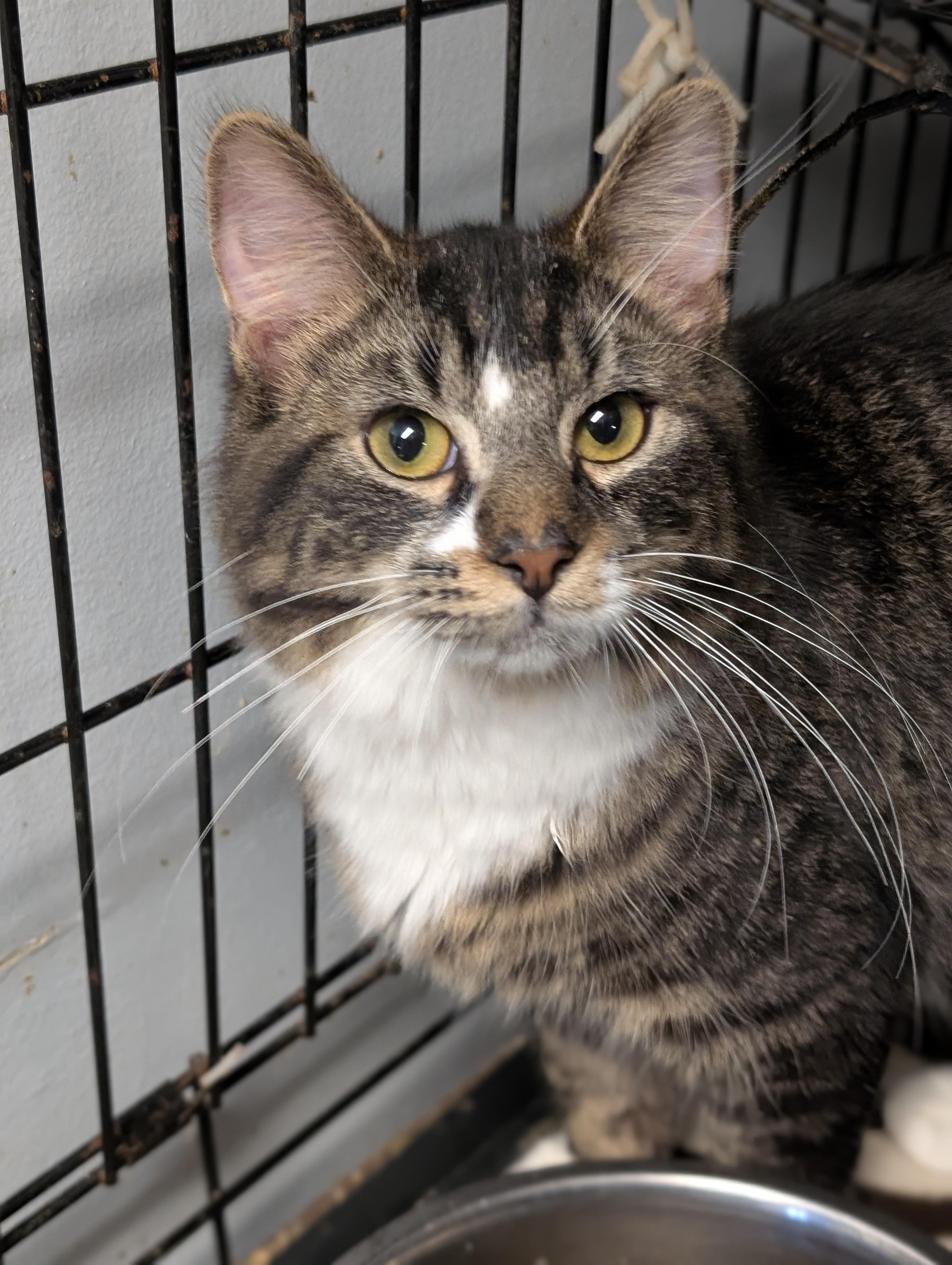 Enlarge Vegas, a Adoptable Domestic Long Hair in Tilton, IL image 3/5