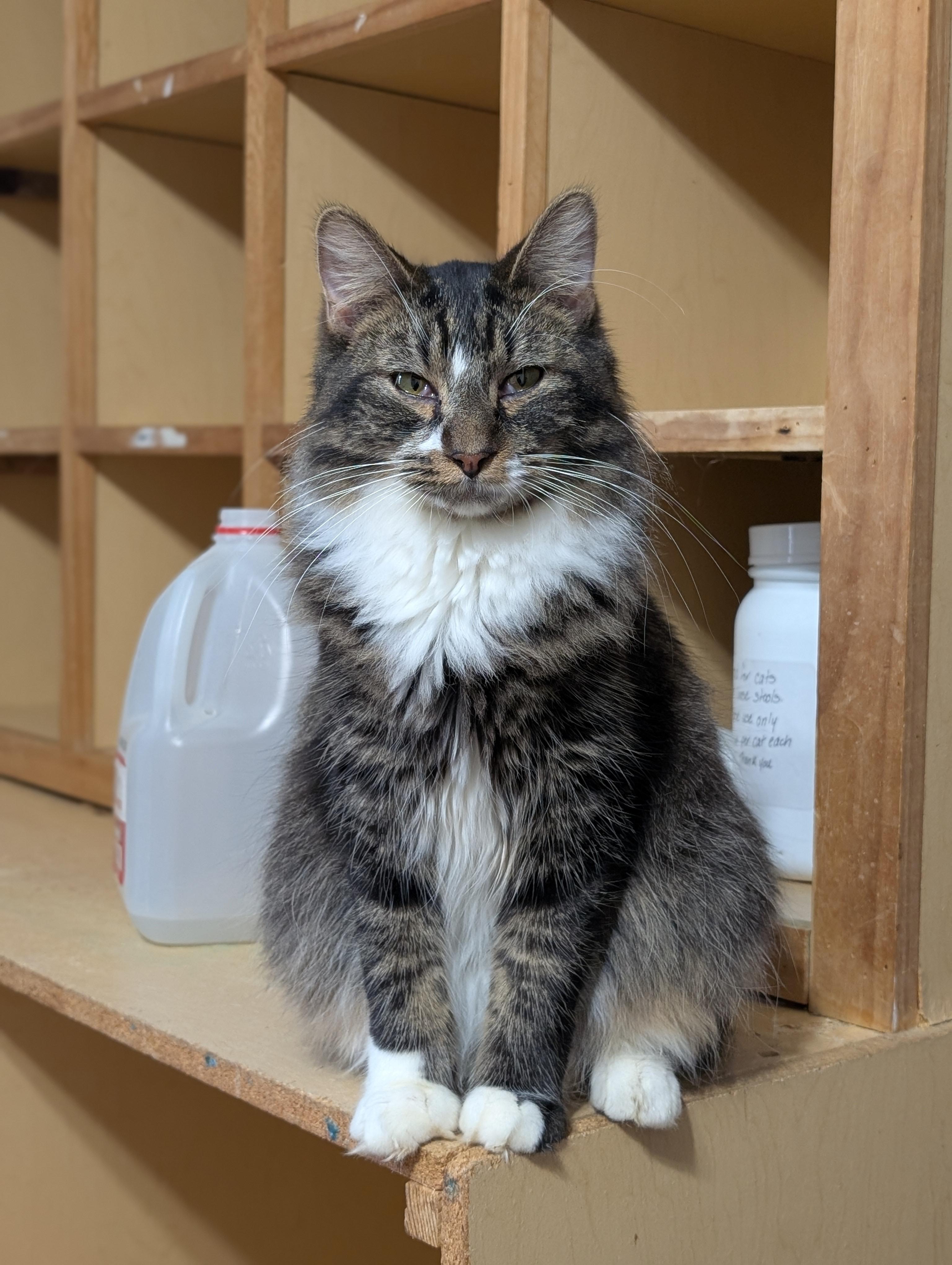 Enlarge Vegas, an adoptable Domestic Long Hair in Tilton, IL image 1/6