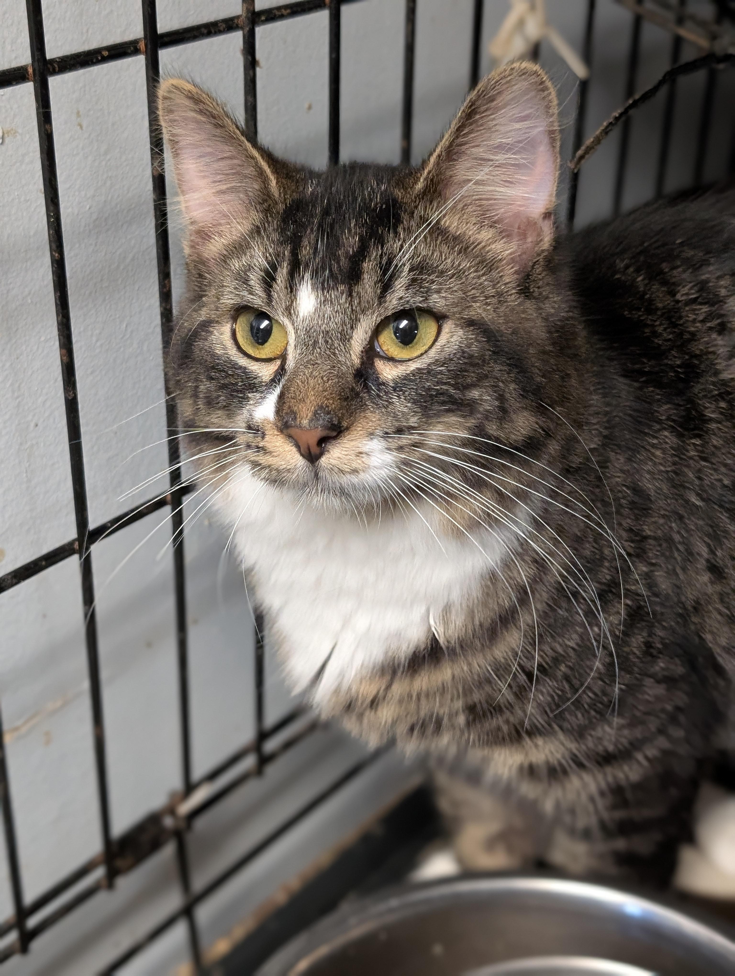 Enlarge Vegas, a Adoptable Domestic Long Hair in Tilton, IL image 4/5