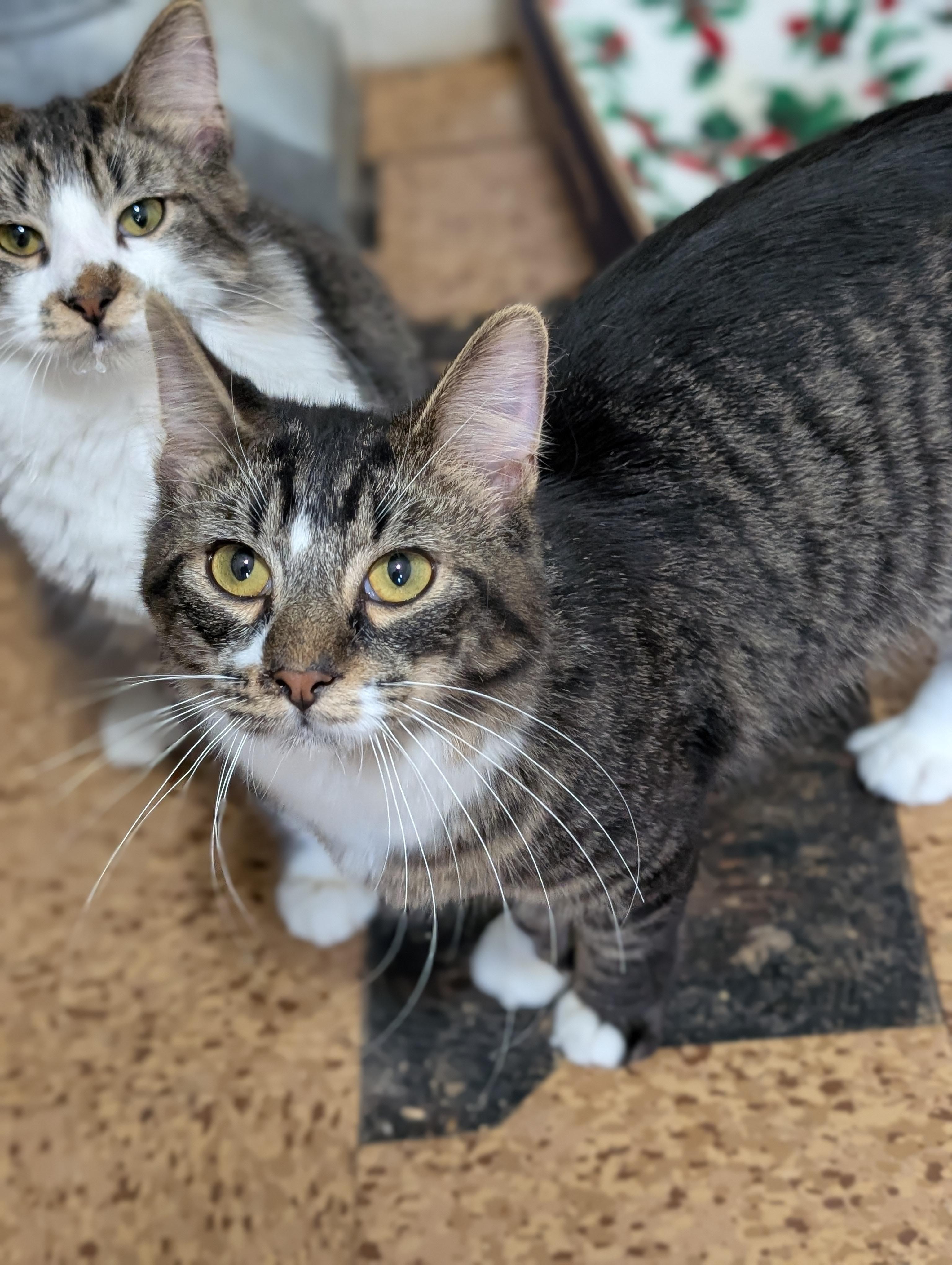 Enlarge Vegas, a Adoptable Domestic Long Hair in Tilton, IL image 2/5