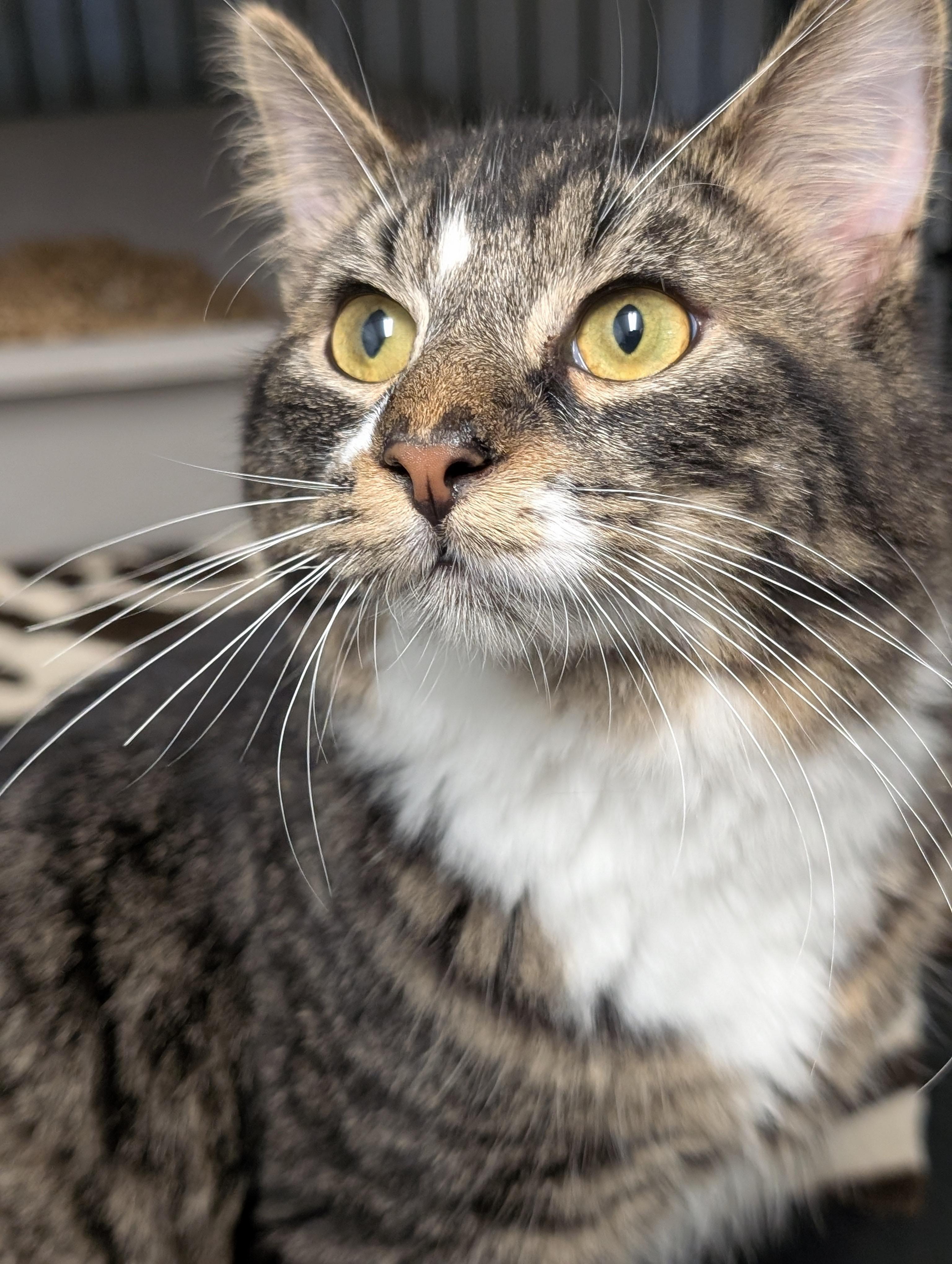 Enlarge Vegas, a Adoptable Domestic Long Hair in Tilton, IL image 5/5