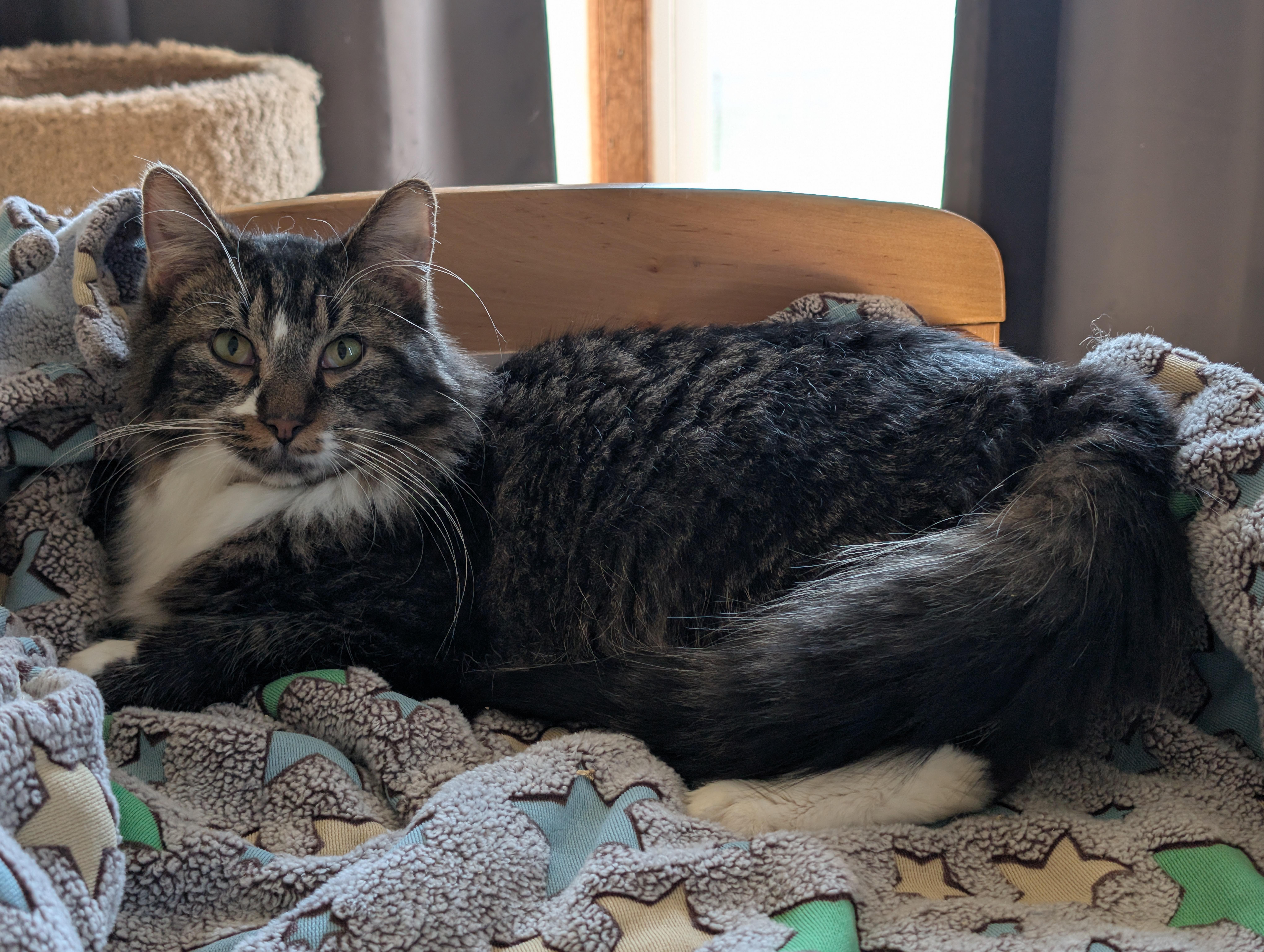 Vegas, Adoptable, Young Male Domestic Long Hair.