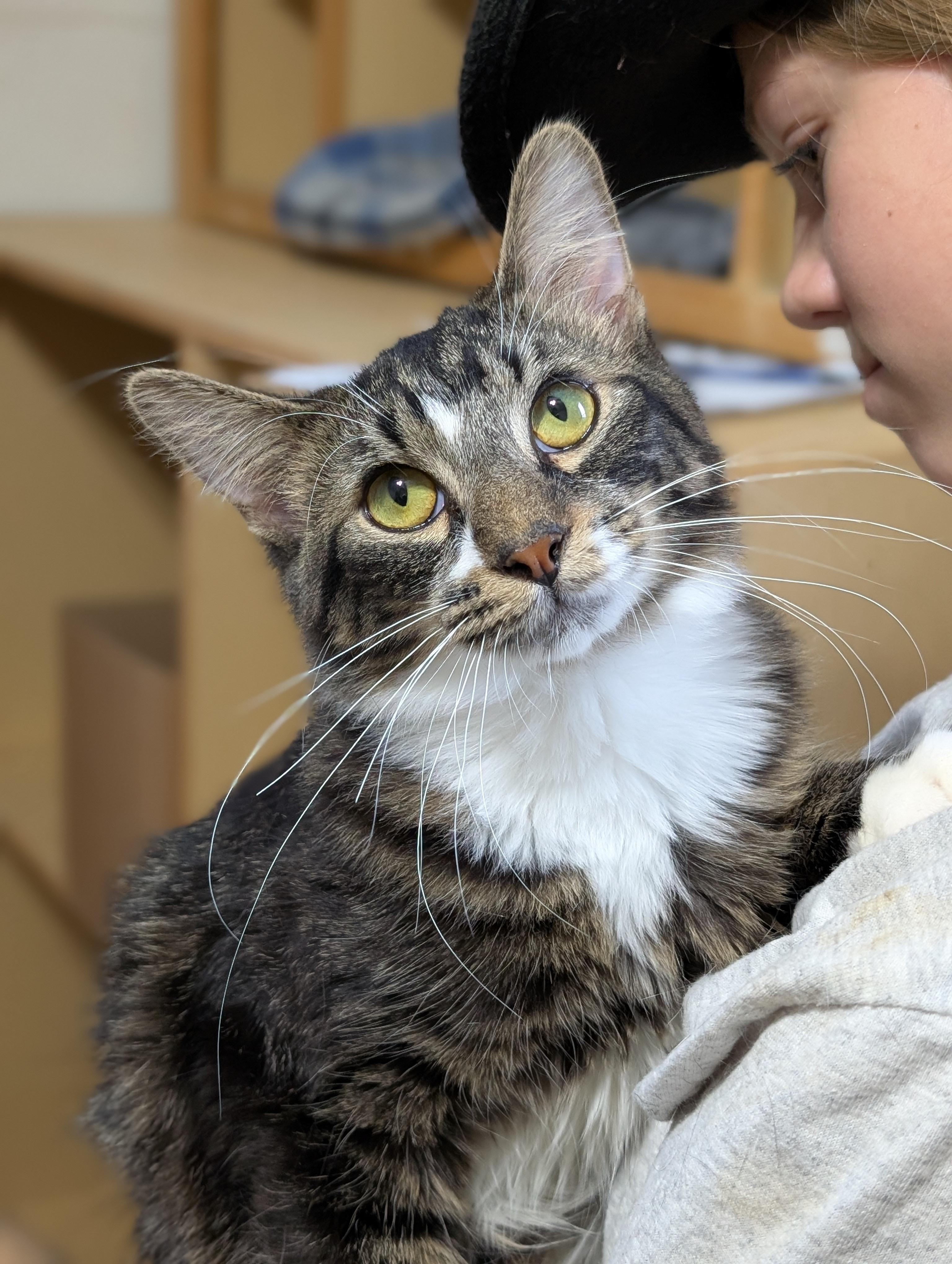 Vegas, Adoptable, Young Male Domestic Long Hair.