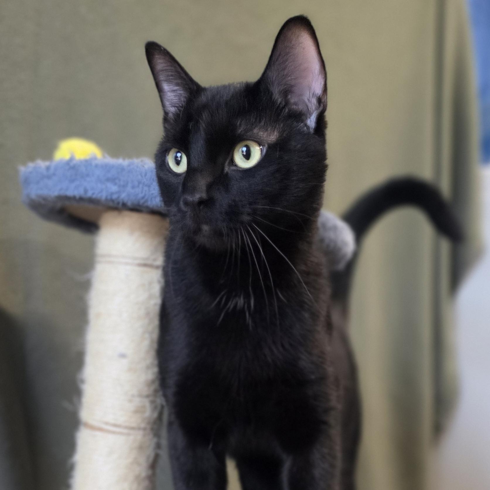 Enlarge Pepsi, a Adopted mixed breed in Lowell, AR image 5/5