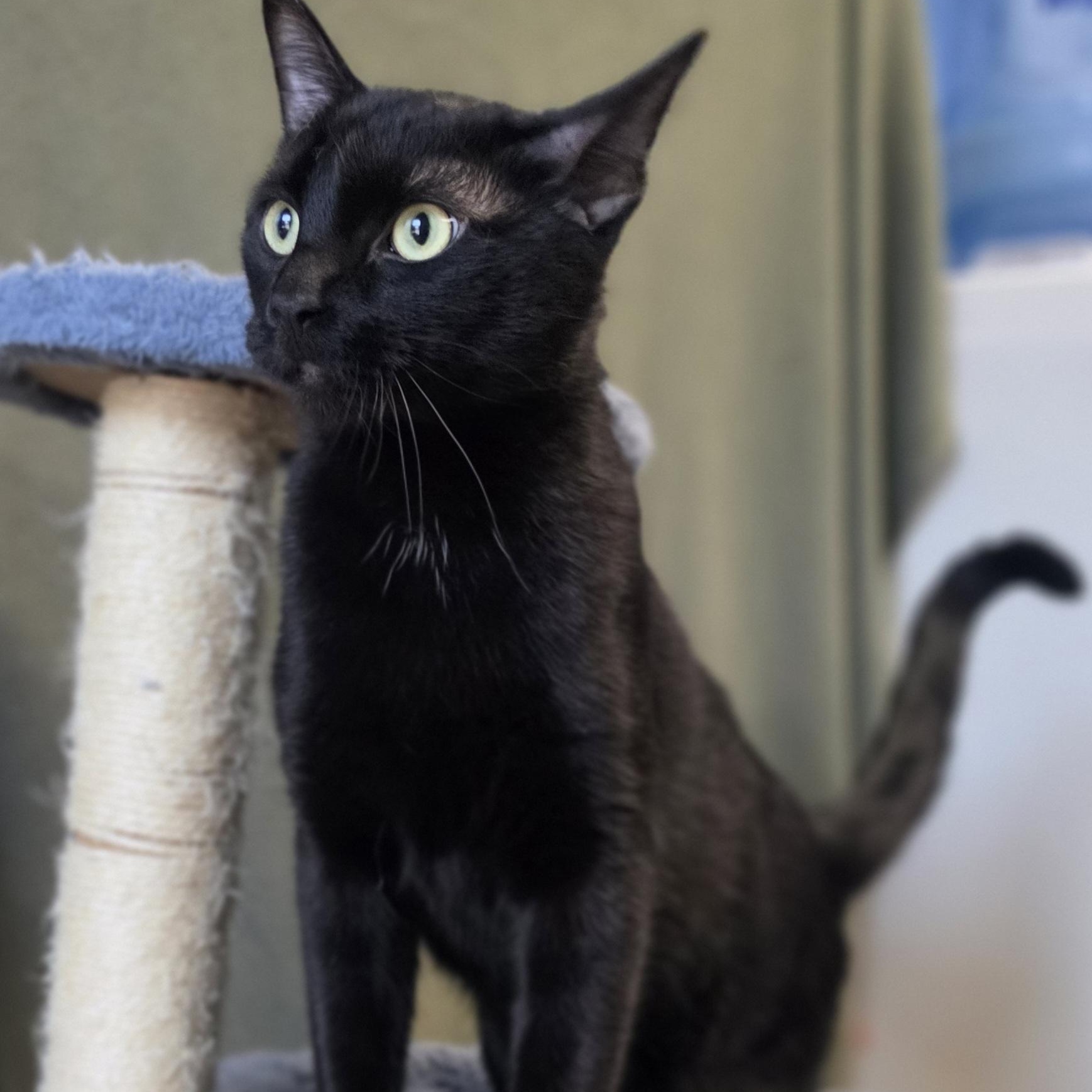Enlarge Pepsi, a Adopted mixed breed in Lowell, AR image 4/5