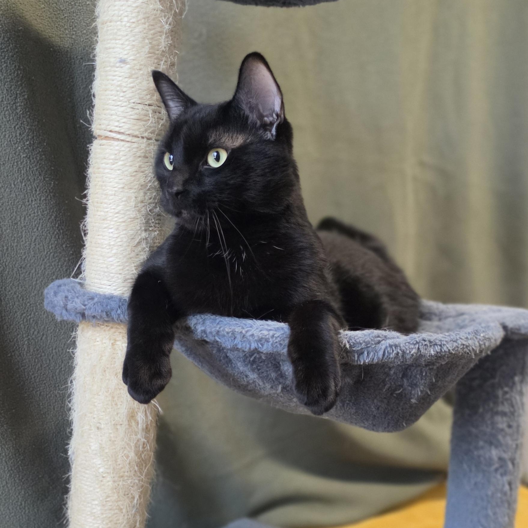Enlarge Pepsi, a Adopted mixed breed in Lowell, AR image 3/5
