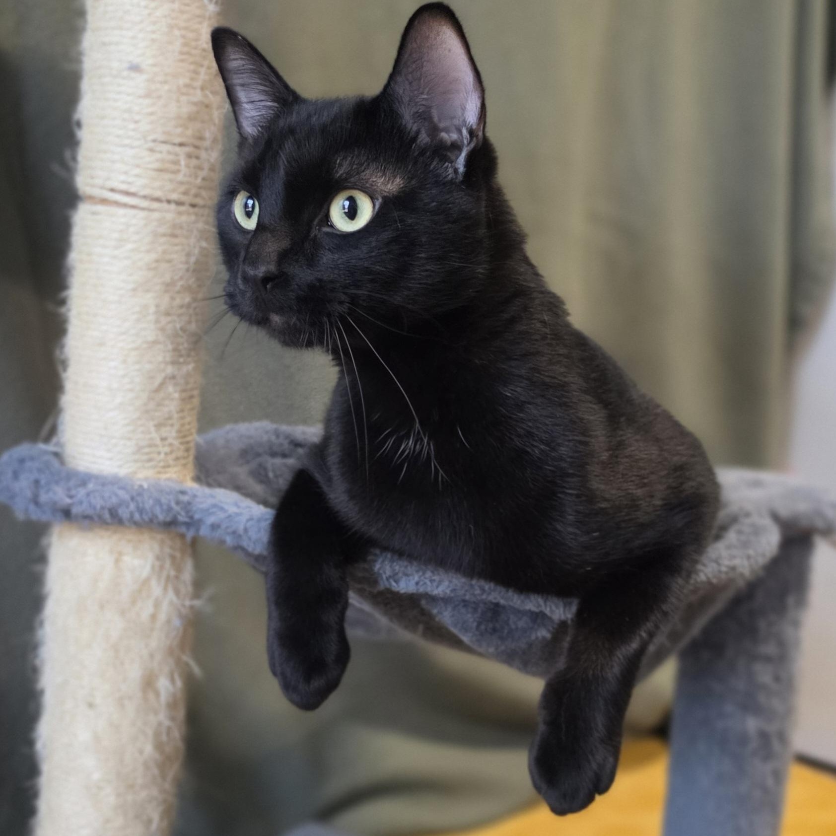 Pepsi, Adopted, Adult Male Domestic Short Hair.