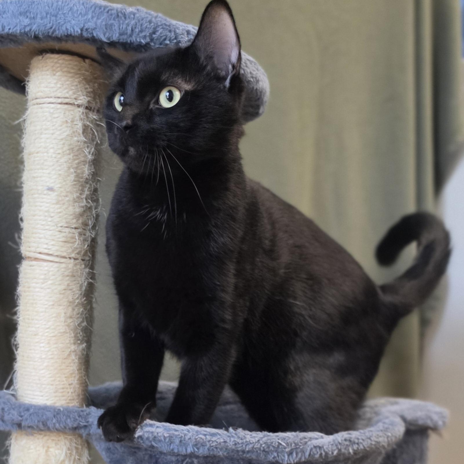Enlarge Pepsi, a Adopted mixed breed in Lowell, AR image 2/5