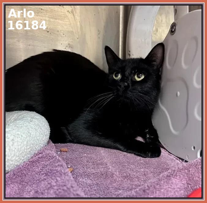 Enlarge ARLO (R), an adopted mixed breed in Marietta, GA image 4/4