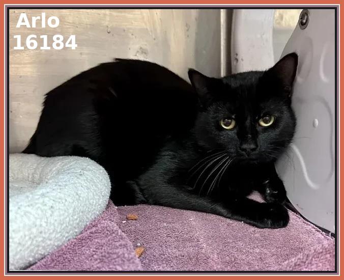 Enlarge ARLO (R), an adopted mixed breed in Marietta, GA image 3/4