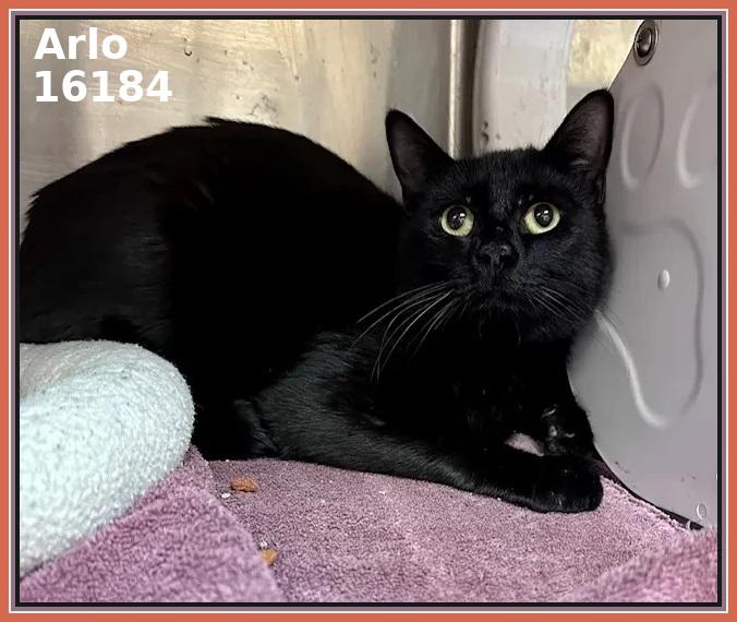 ARLO, ADOPTABLE, Adult Male Domestic Short Hair.