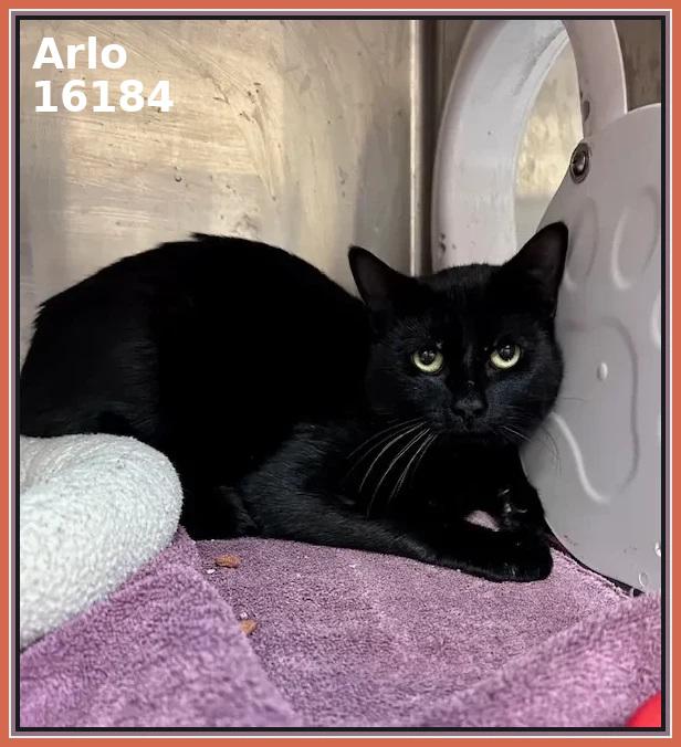 Enlarge ARLO (R), an adopted mixed breed in Marietta, GA image 2/4