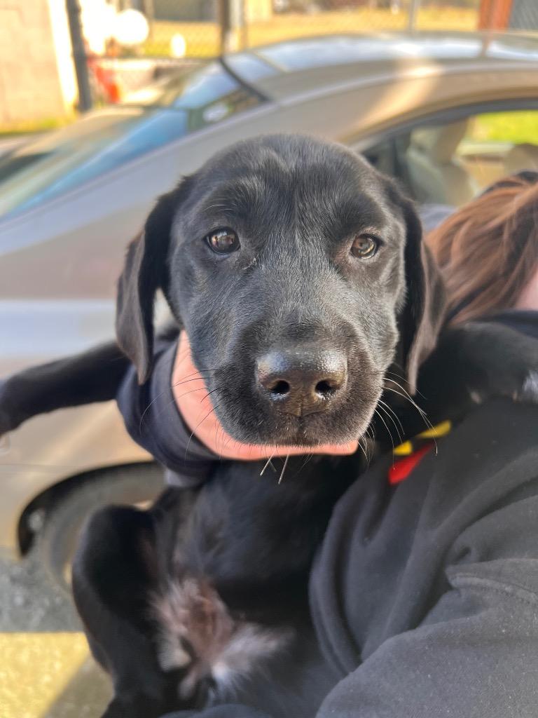 Shyla, Adopted, Young Female Labrador Retriever.