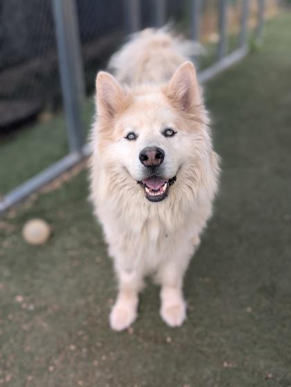 Wilson, Adoptable, Senior Male Alaskan Malamute & Mixed Breed.