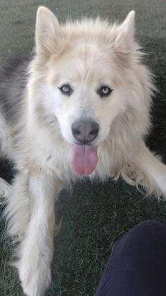 Enlarge Wilson, a Adoptable mixed breed in Divide, CO image 2/2