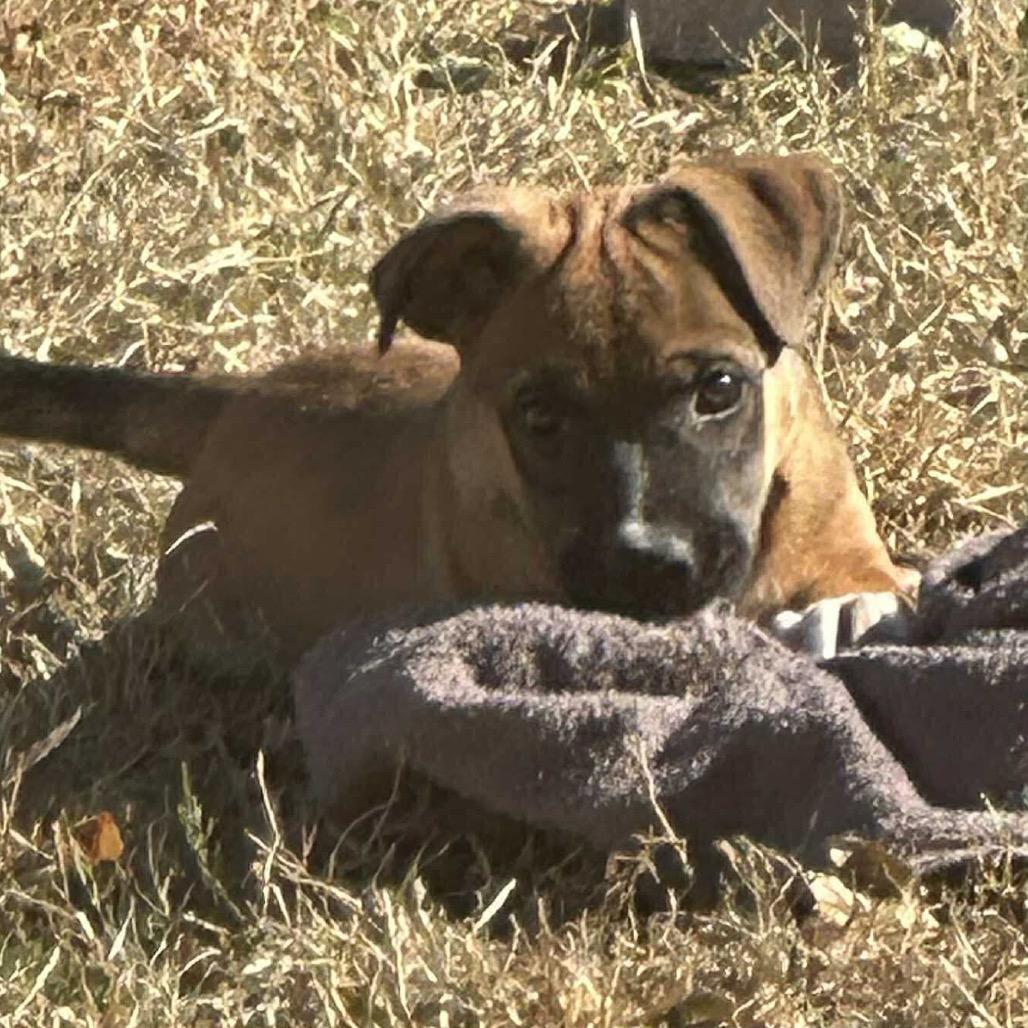 Chihiro, a Adoptable Mixed Breed in Oxford, ME image 1/3
