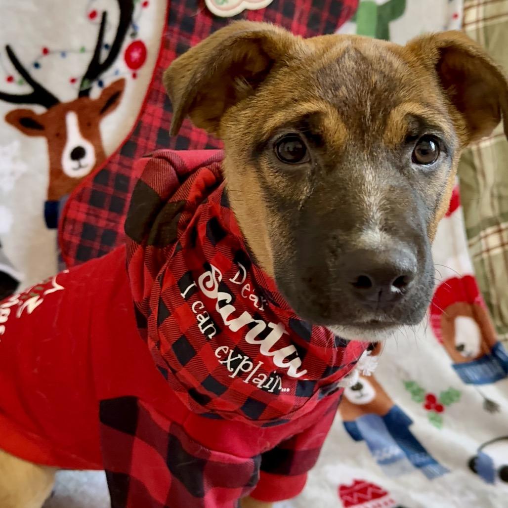 Chihiro, Adoptable, Puppy Female Mixed Breed.