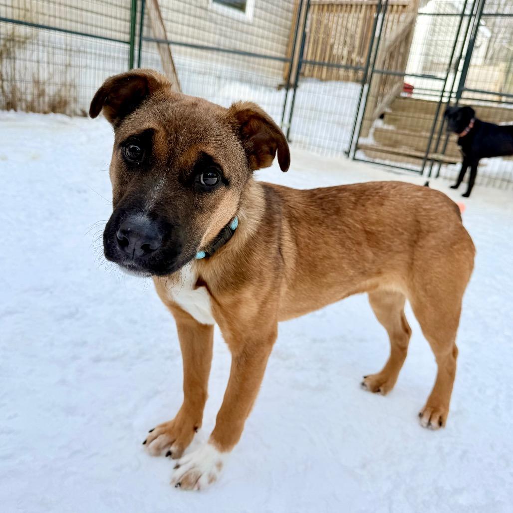 Enlarge ChiChi, a Adoptable Mixed Breed in Oxford, ME image 2/6