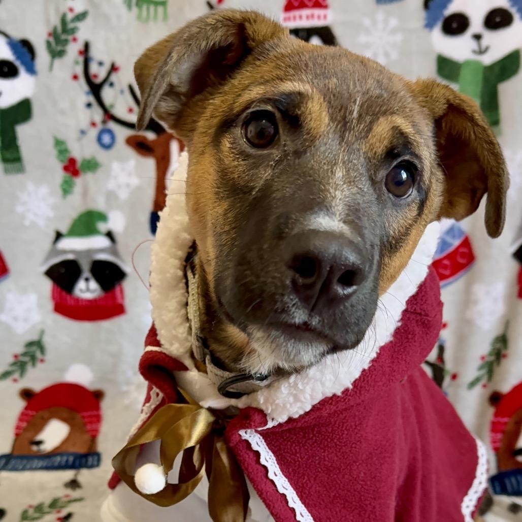 Enlarge Chihiro, a Adoptable Mixed Breed in Oxford, ME image 2/4