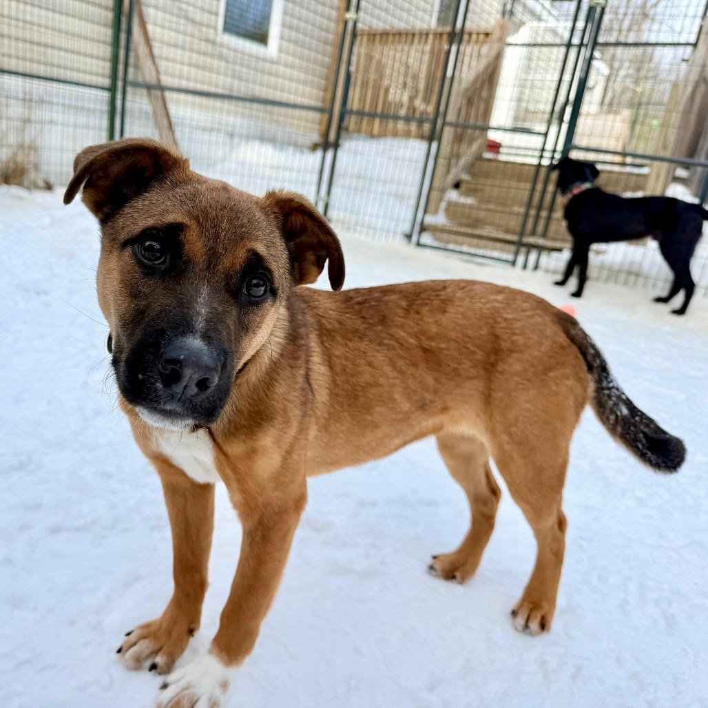 Enlarge ChiChi, a Adoptable Mixed Breed in Oxford, ME image 4/6