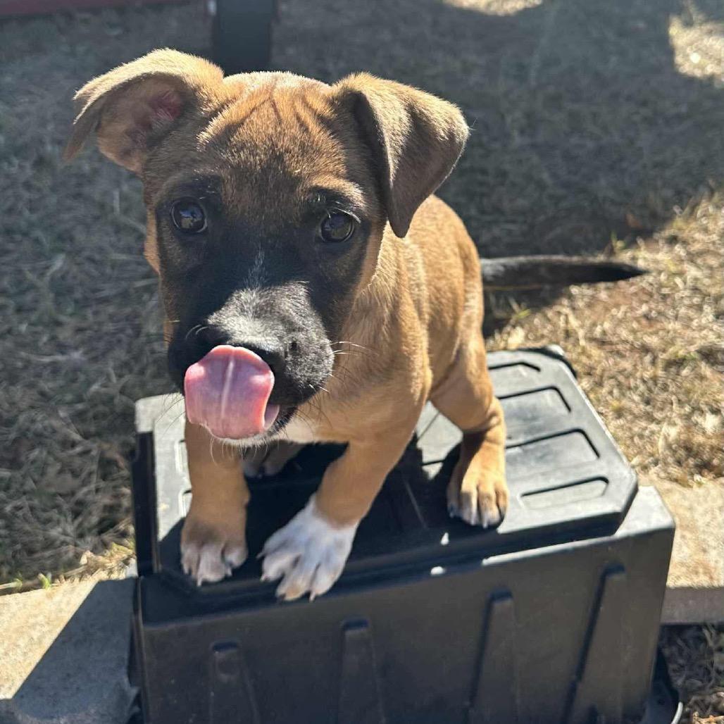Chihiro, a Adoptable Mixed Breed in Oxford, ME image 2/3