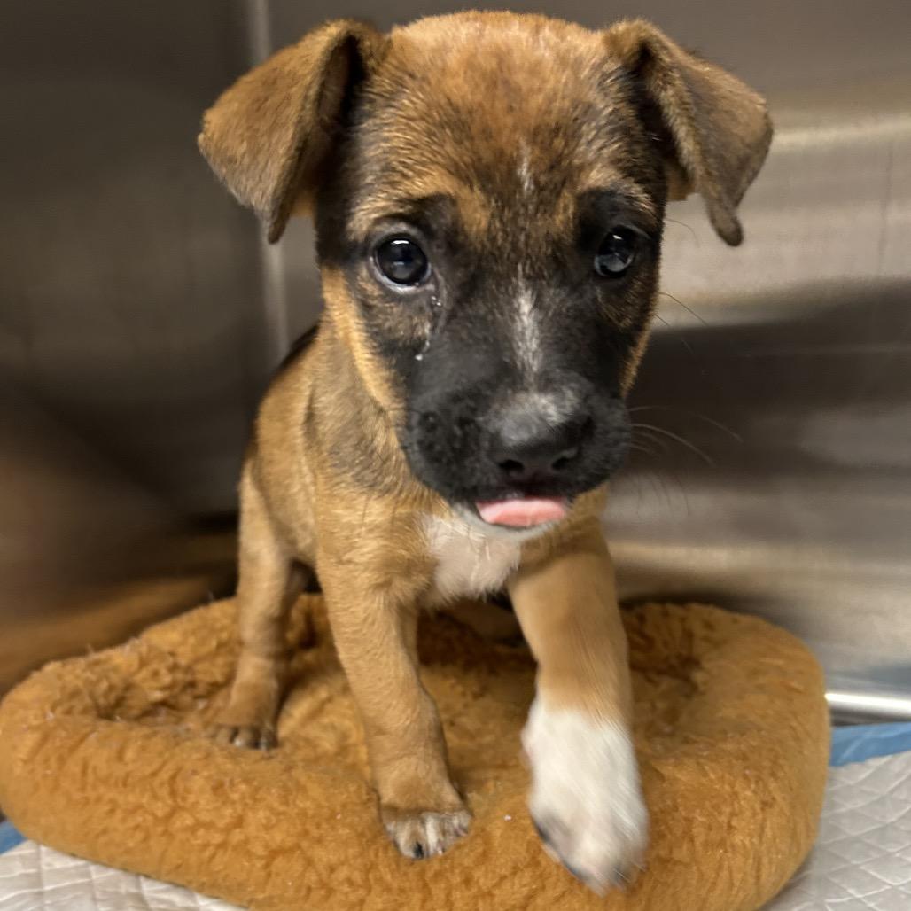 Chihiro, a Adoptable Mixed Breed in Oxford, ME image 3/3