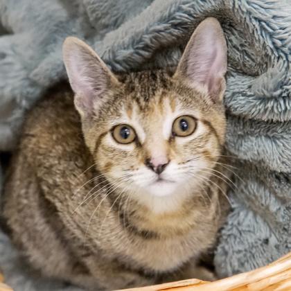 Isolde, Adoptable, Kitten Female Domestic Short Hair & Domestic Short Hair.