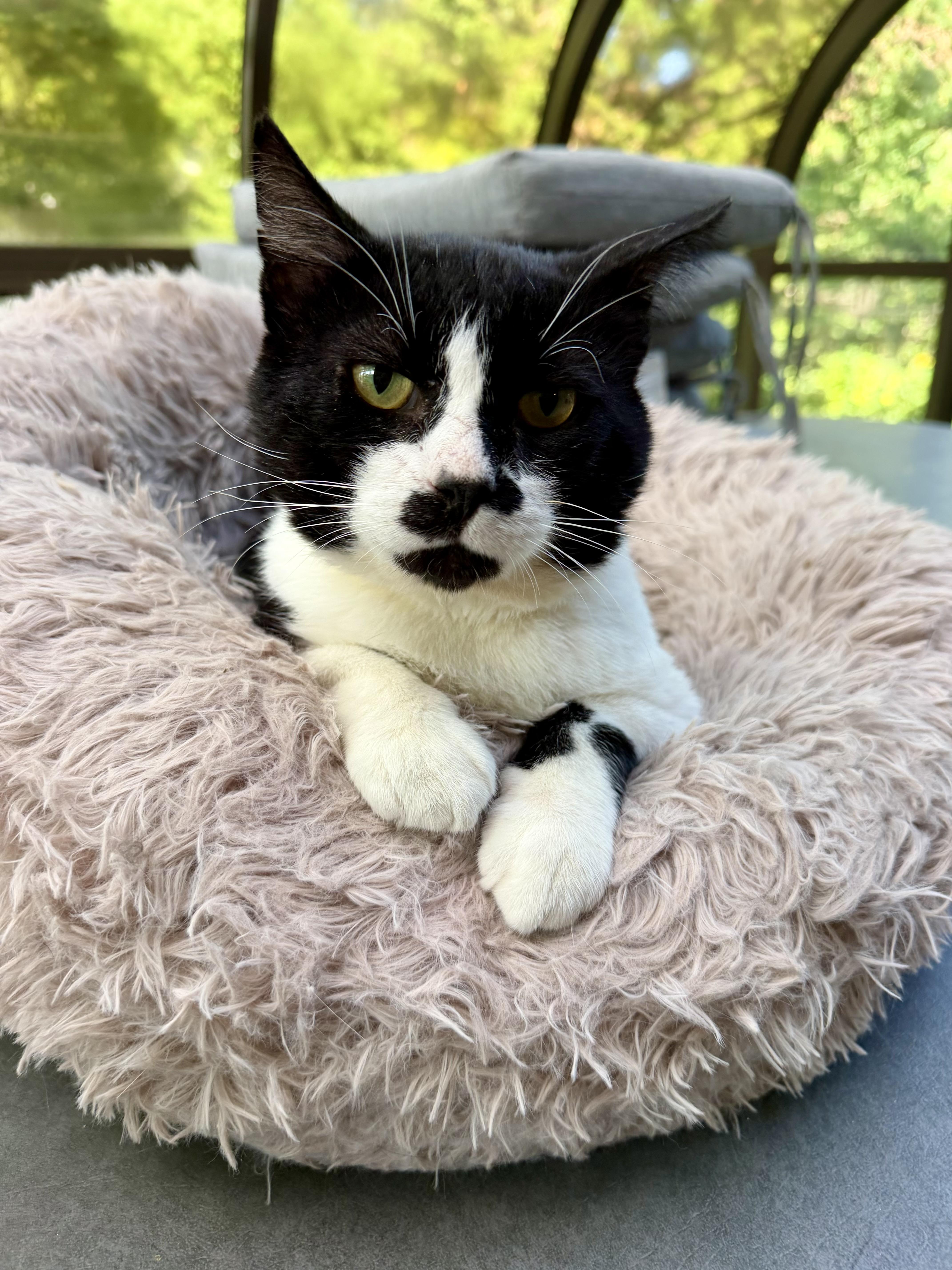 Pete, Adoptable, Young Male Domestic Short Hair.