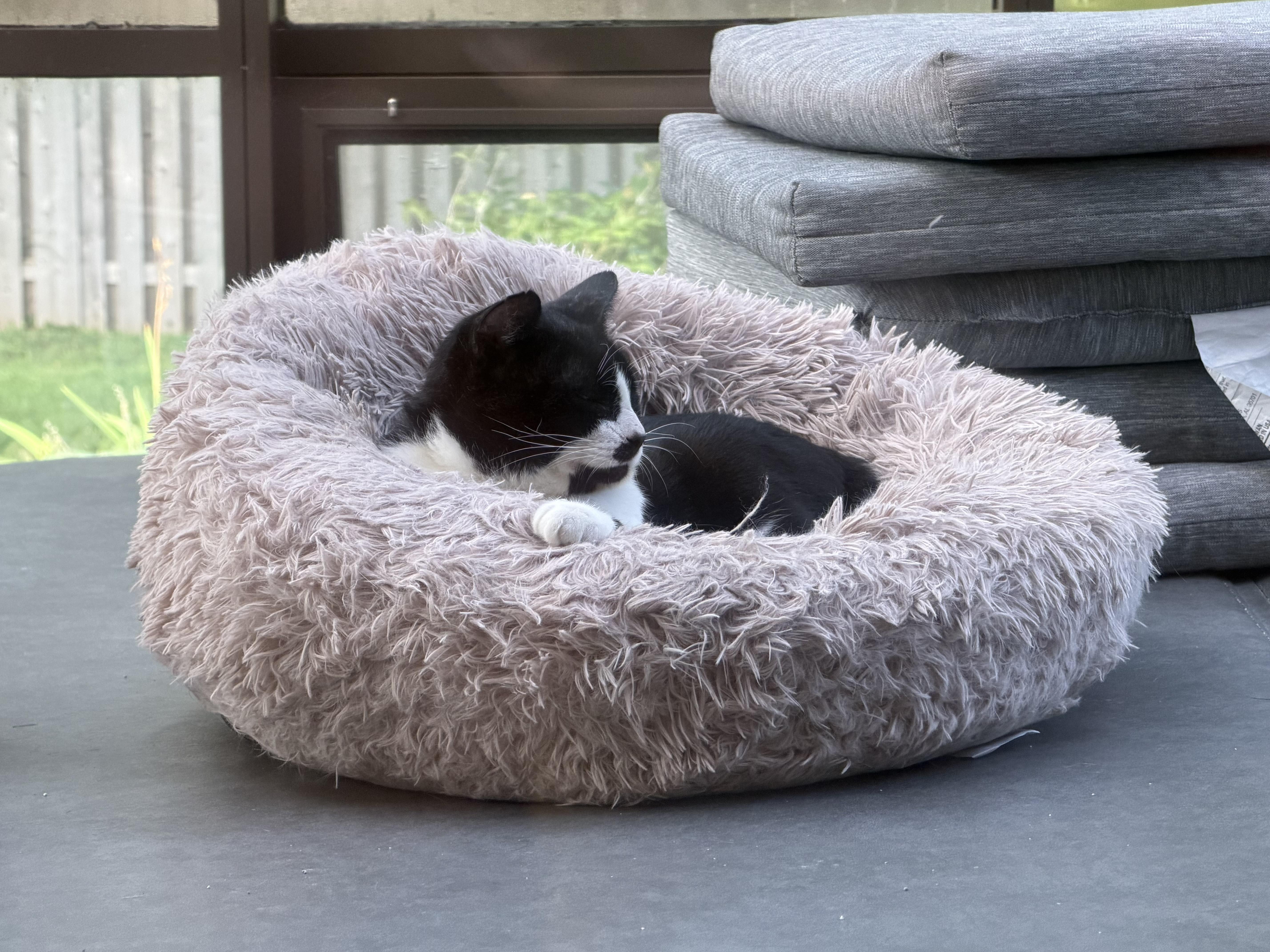 Enlarge Pete, a Adoptable Domestic Short Hair in Menasha, WI image 3/3