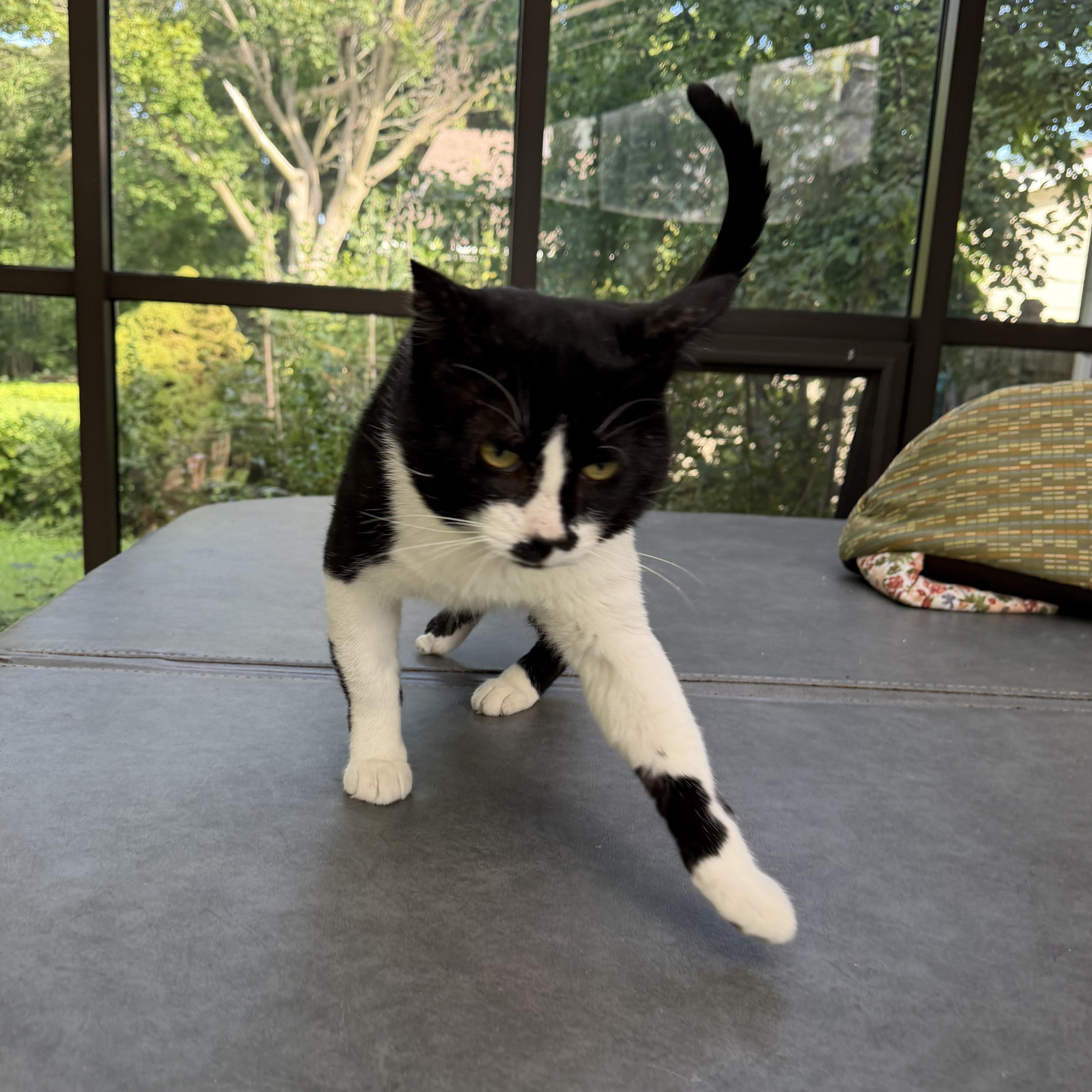 Enlarge Pete, a Adoptable Domestic Short Hair in Menasha, WI image 2/3