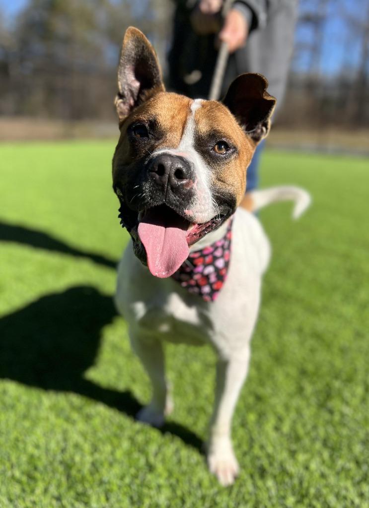 Pauley, Adoptable, Adult Male Mixed Breed.