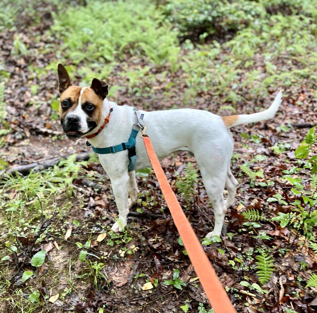 Enlarge Pauley, a Adoptable mixed breed in Ellijay, GA image 2/3