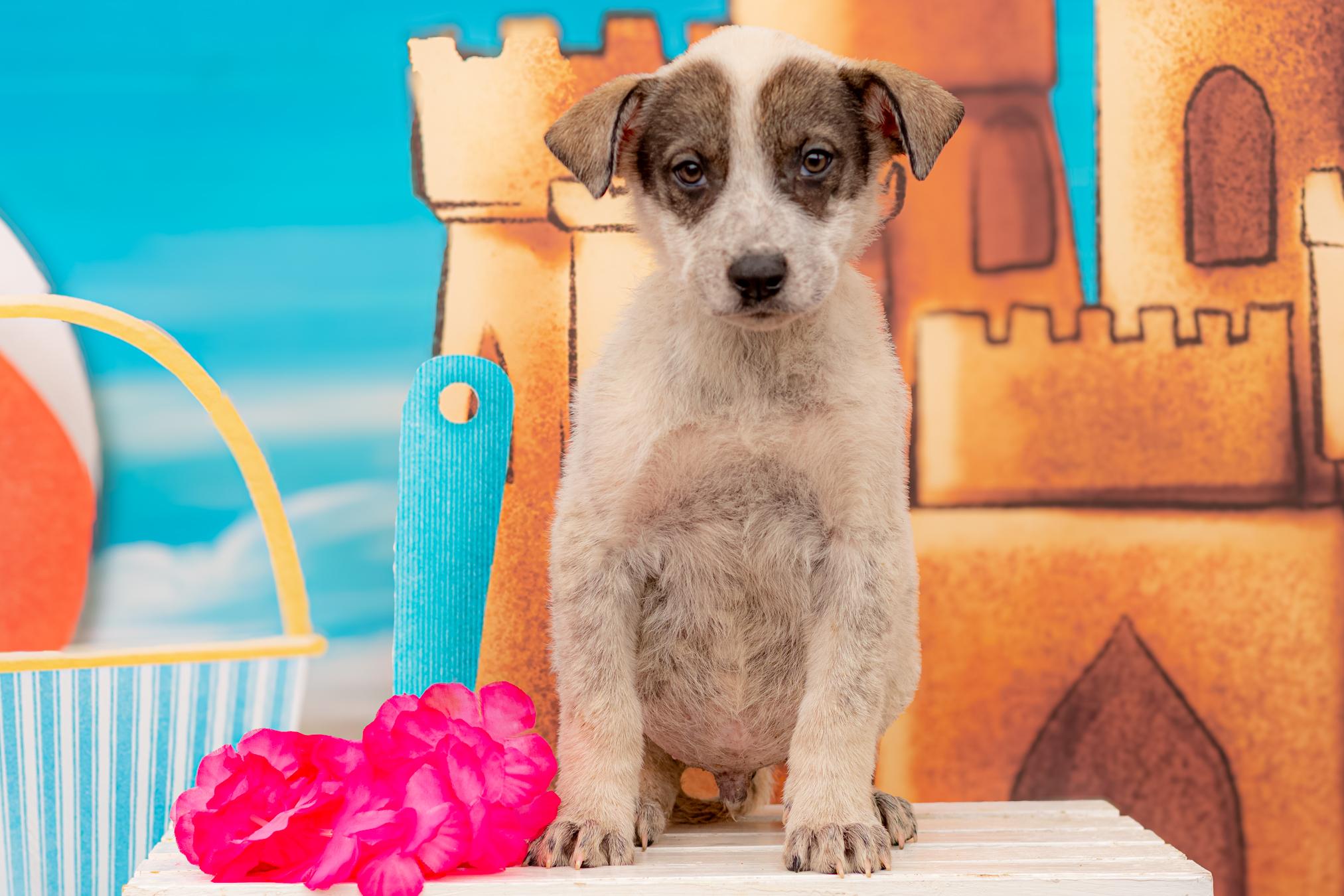 627-25, Baby Male Australian Cattle Dog / Blue Heeler