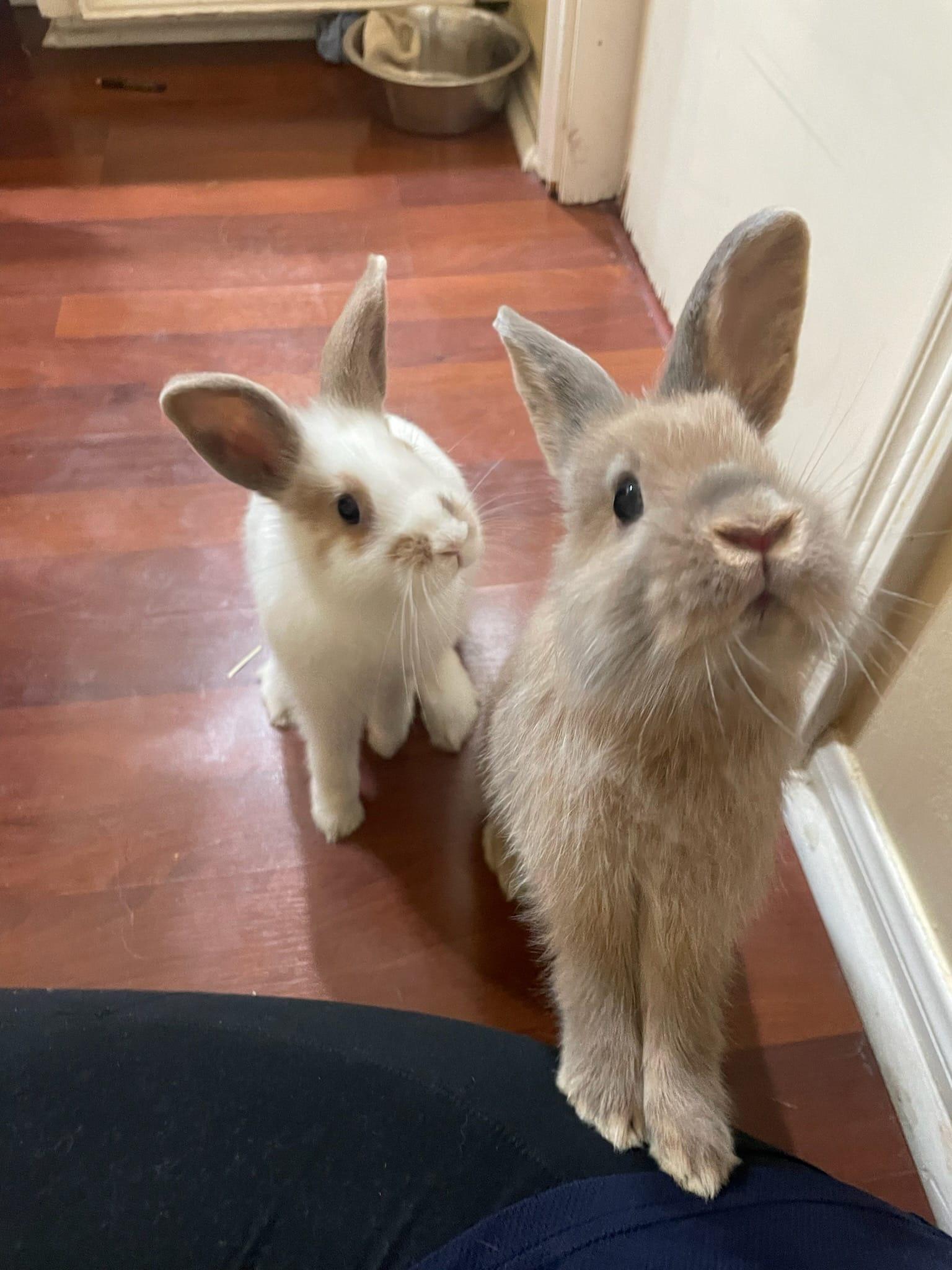 Enlarge Nala & Cheerio, a Adopted mixed breed in Angleton, TX image 1/3