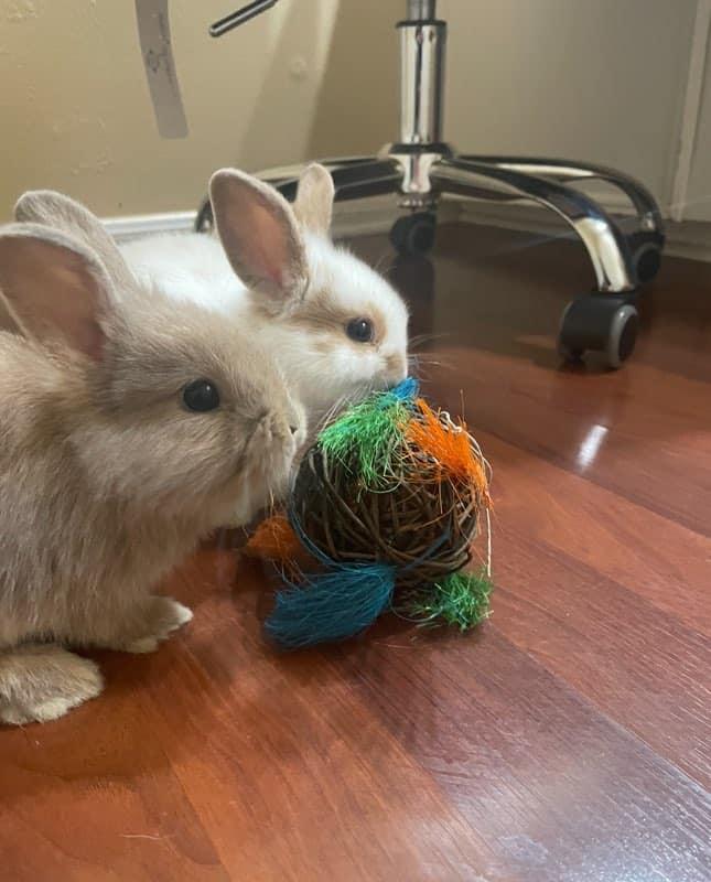 Enlarge Nala & Cheerio, a Adopted mixed breed in Angleton, TX image 2/3