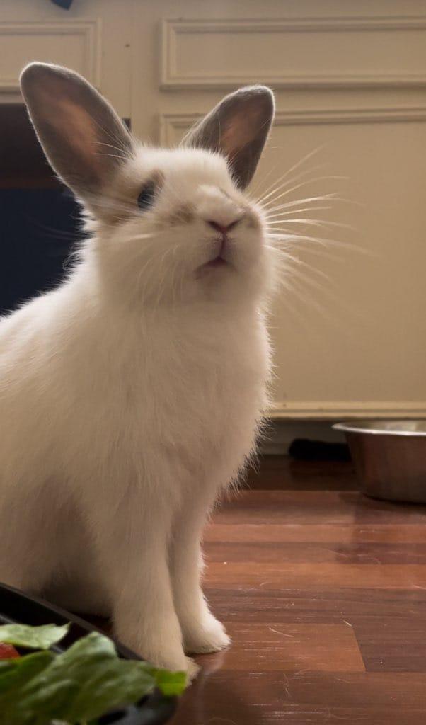 Enlarge Nala & Cheerio, a Adopted mixed breed in Angleton, TX image 3/3