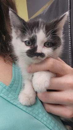 Enlarge Silco, a Adoptable mixed breed in Shawano, WI image 1/3