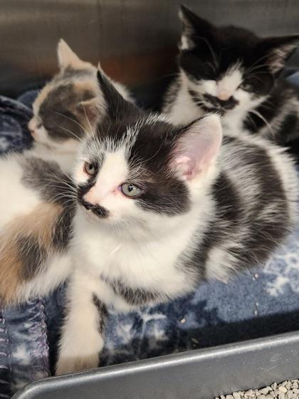 Enlarge Silco, a Adoptable mixed breed in Shawano, WI image 2/3