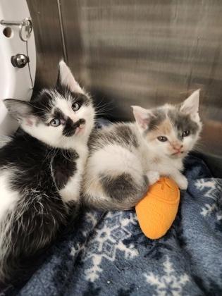 Enlarge Silco, a Adoptable mixed breed in Shawano, WI image 3/3