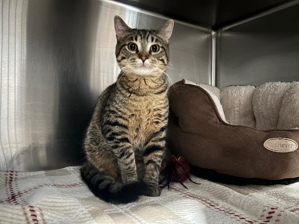 H3 Charlie Bucket, Adoptable, Kitten Male Domestic Short Hair.